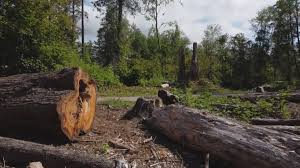  Overton, TX Tree Care Pros